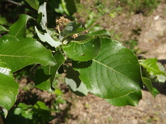 Salix abscondita