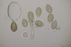 Peronospora violacea