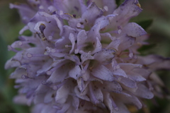 Peronospora violacea