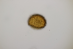 Peronospora violacea