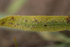 Puccinia sii-falcariae