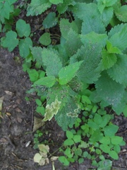 Amauromyza labiatarum