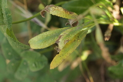 Puccinia sii-falcariae
