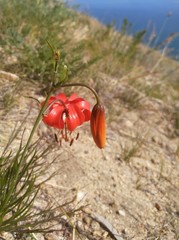 Lilium pumilum