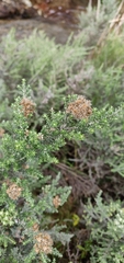 Ozothamnus leptophyllus