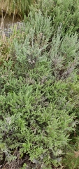 Ozothamnus leptophyllus