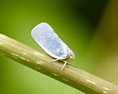 Antillormenis
