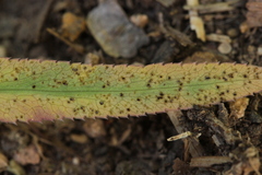Puccinia sii-falcariae