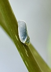 Antillormenis