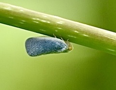 Antillormenis