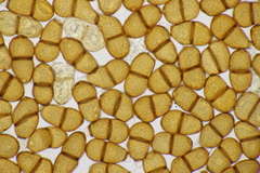 Puccinia sii-falcariae