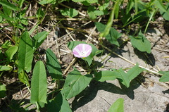 Convolvulus arvensis