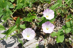 Convolvulus arvensis