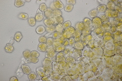 Puccinia sii-falcariae