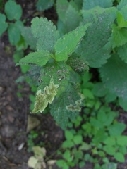 Amauromyza labiatarum