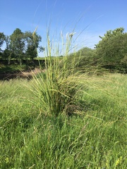 Carex virgata
