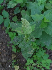 Amauromyza labiatarum