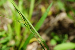 Carex oligocarpa