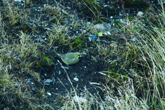 Melanodera xanthogramma