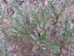 Ulex eriocladus