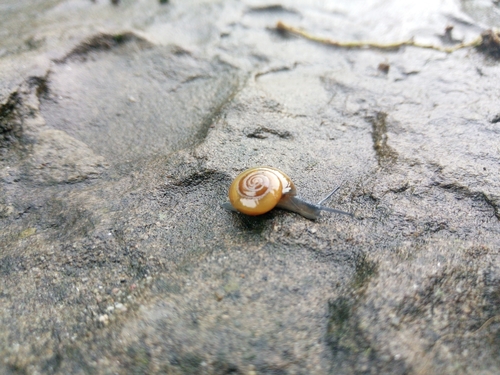 bliktra sutinová (Morlina glabra)