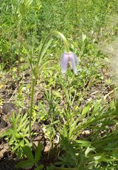 Pulsatilla dahurica