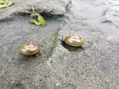 Morlina glabra