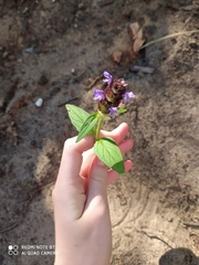 Prunella vulgaris