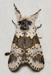 Furcula borealis