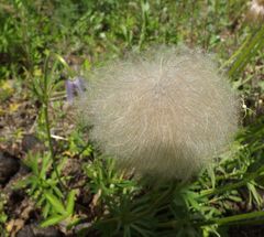 Pulsatilla dahurica