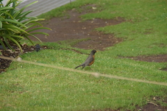 Turdus migratorius
