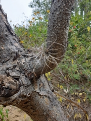 Tillandsia ferrisiana