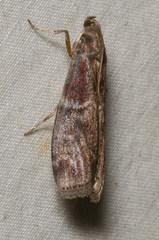 Euzophera ostricolorella