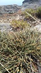 Ephedra monosperma