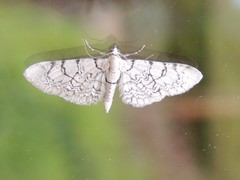 Eupithecia venosata