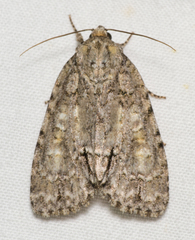Acronicta impleta