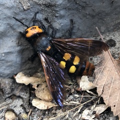 Megascolia maculata maculata