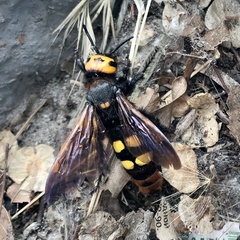 Megascolia maculata maculata