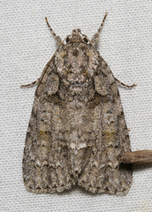 Acronicta impleta