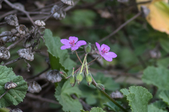 Erodium malacoides