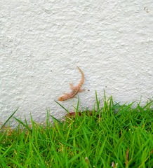 Cnemaspis mysoriensis