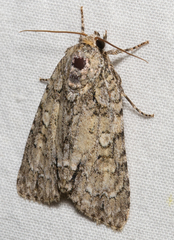 Acronicta impleta