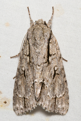 Acronicta laetifica