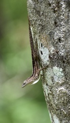 Anolis homolechis
