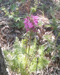 Pedicularis rubens