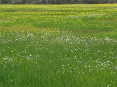 Cardamine penduliflora