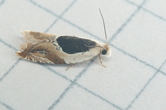 Ancylis discigerana