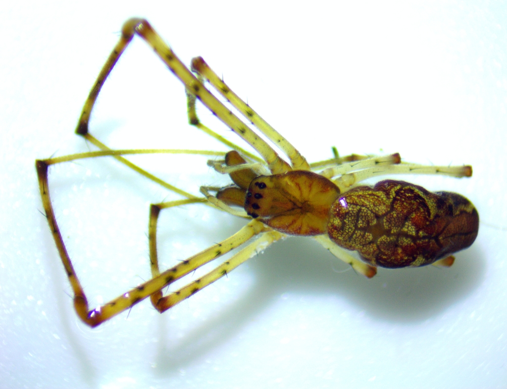 Versicolor Long-jawed Orbweaver