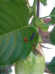 Anisoscelis foliaceus