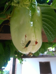 Anisoscelis foliaceus